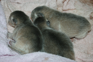 kittens